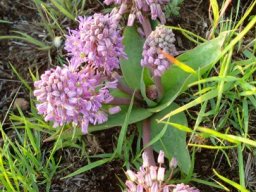 Ledebouria sandersonii